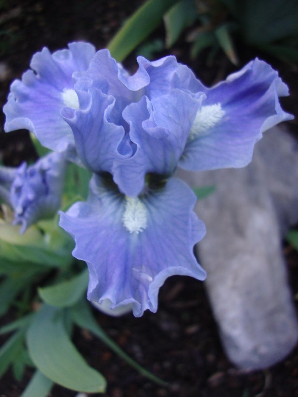 Photo of Standard Dwarf Bearded Iris (Iris 'Clear Blue Sky') uploaded by Paul2032