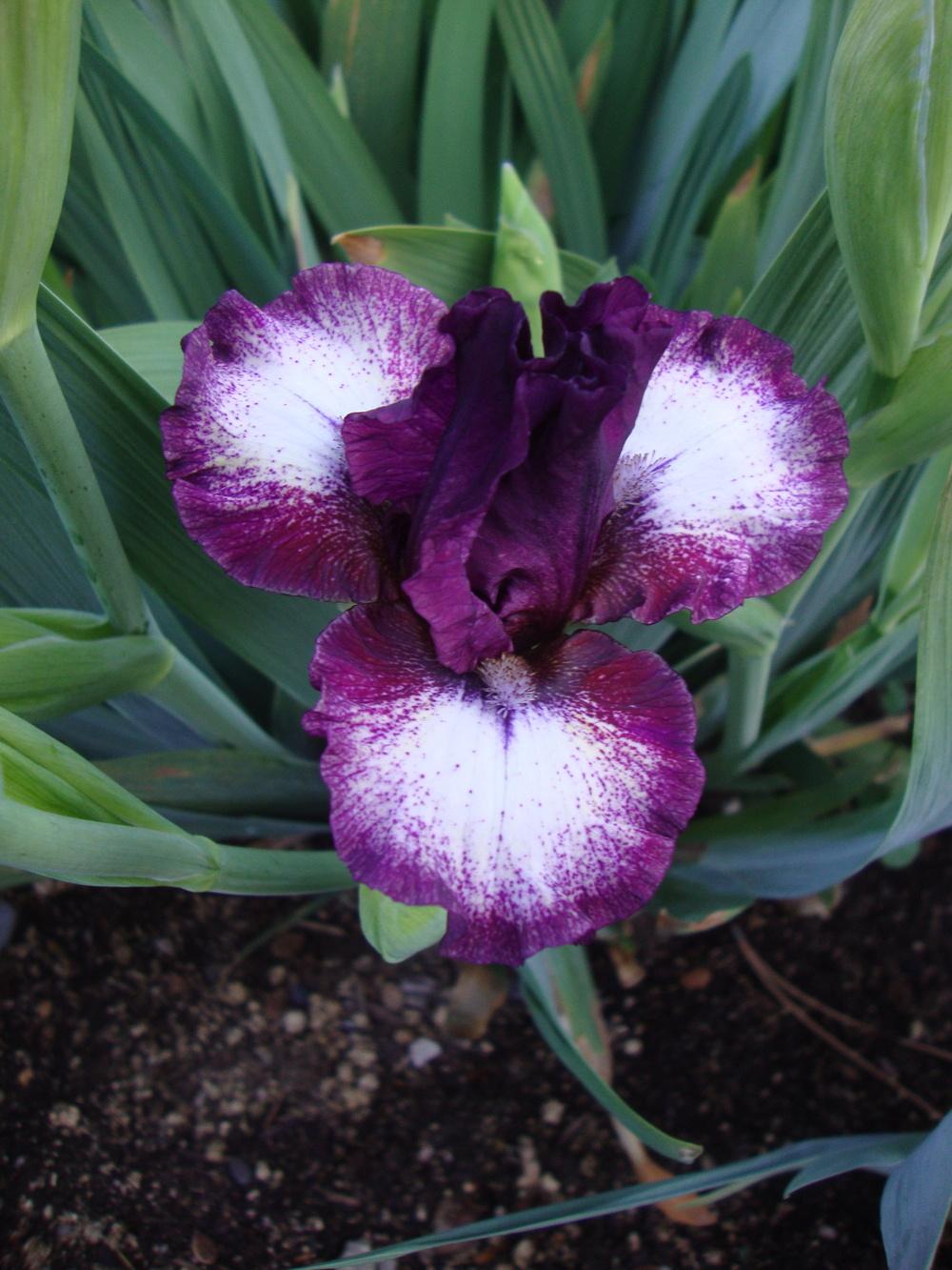 Photo of Intermediate Bearded Iris (Iris 'Spectator') uploaded by Paul2032