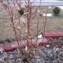 Location: Denver Metro CO
Date: 2010-02-11
Winter dead, but you can see the horribleness of the thorns every