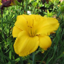 Location: Central MD zone 6
Date: 2012-06-30
Hemerocallis ANCIENT EGYPT blooming 6-28-12. Photo taken in shade