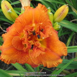 Location: Central MD zone 6
Date: 2012-06-25
Hemerocallis Awesome Luck, blooming 6-25-12.