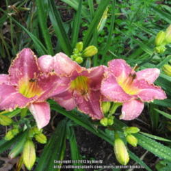 Location: Central MD zone 6
Date: 2012-06-17
Hemerocallis Beguiled Again, photo taken 6-18-12 after morning ra