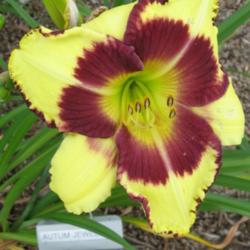 Location: Central MD zone 6
Date: 2012-07-09
Hemerocallis Autumn Jewels, blooming 7-29-12.