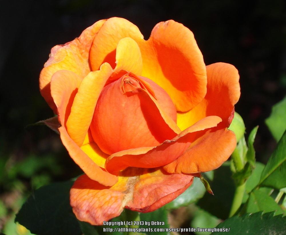 Photo of Rose (Rosa 'Easy Does It') uploaded by lovemyhouse