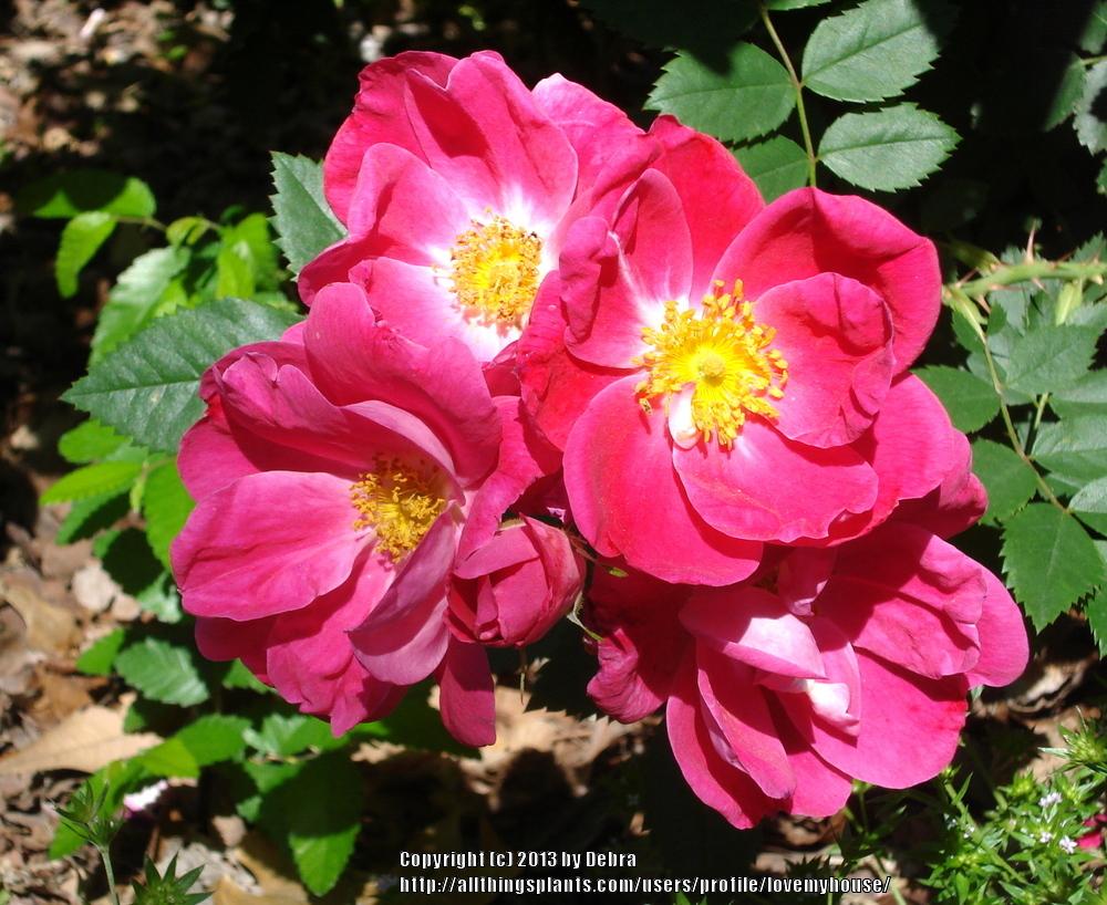 Photo of Rose (Rosa 'Wild Thing') uploaded by lovemyhouse