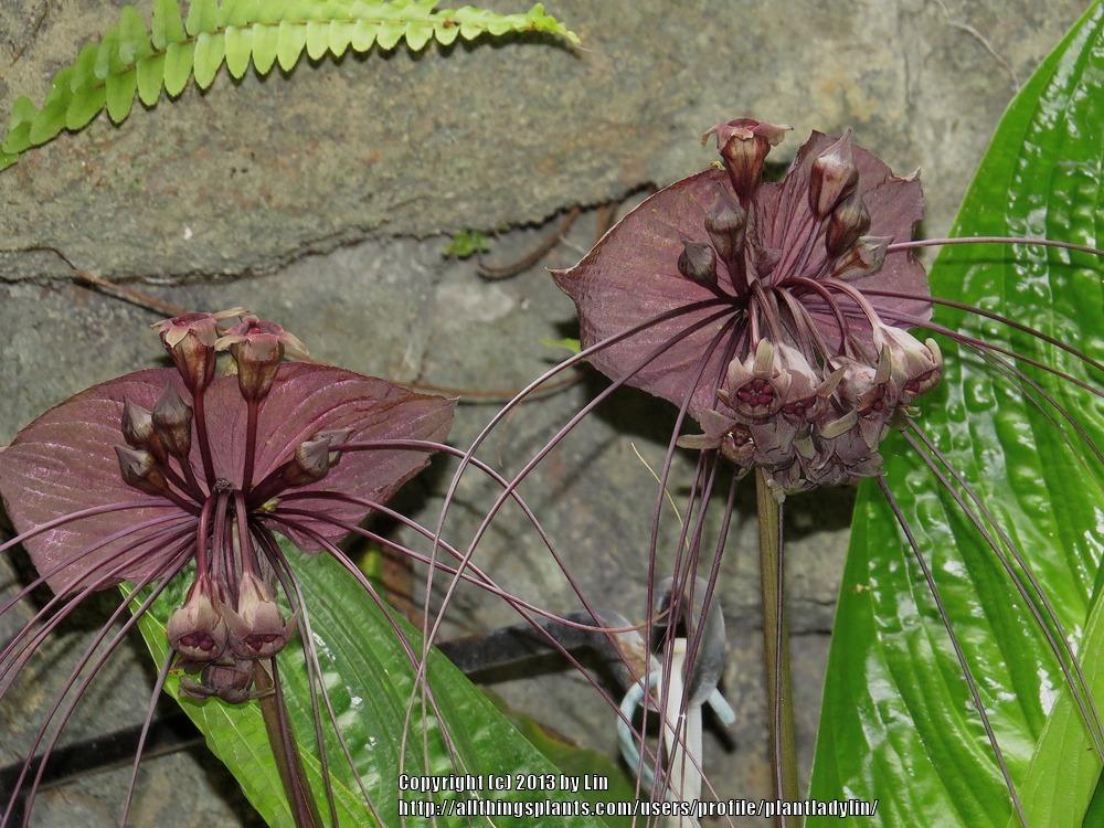 Photo of Bat Flower (Tacca chantrieri) uploaded by plantladylin