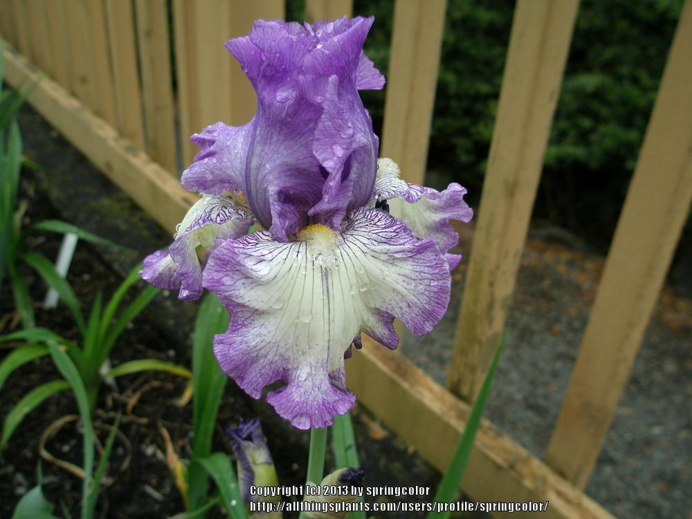 Photo of Tall Bearded Iris (Iris 'Delta Lady') uploaded by springcolor