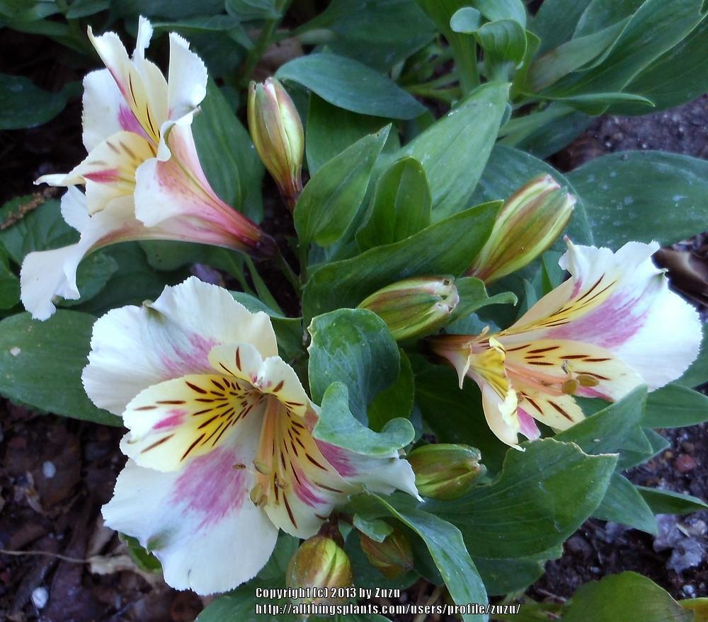 Photo of Peruvian Lily (Alstroemeria Princess Lilies® Susana) uploaded by zuzu
