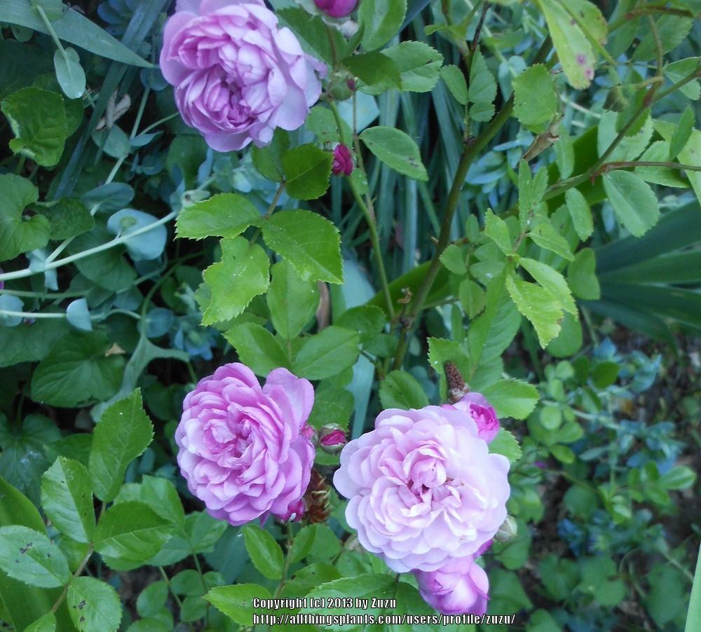 Photo of Rose (Rosa 'Vineyard Song') uploaded by zuzu
