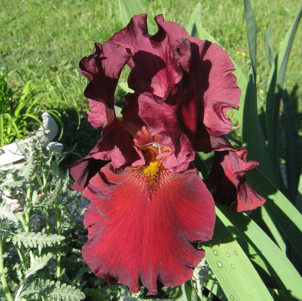 Photo of Tall Bearded Iris (Iris 'Dynamite') uploaded by Dodecatheon3