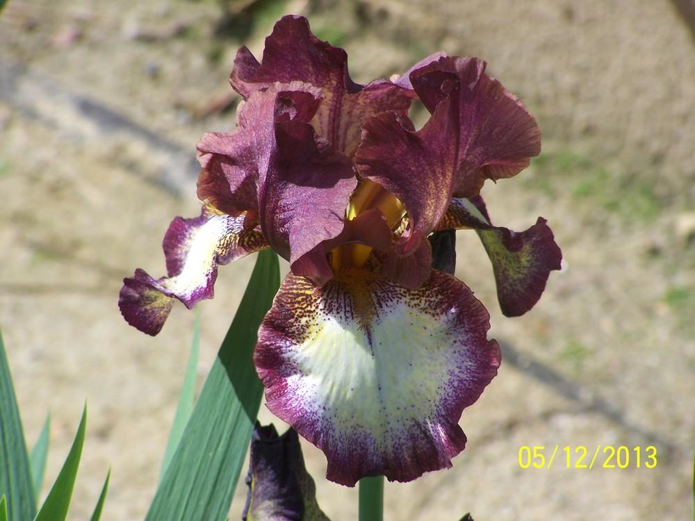 Photo of Tall Bearded Iris (Iris 'Colorwatch') uploaded by Misawa77