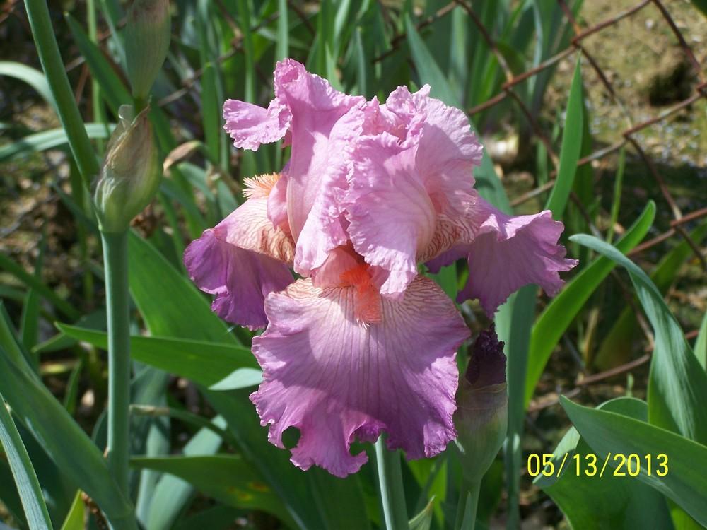 Photo of Tall Bearded Iris (Iris 'Jennifer Rebecca') uploaded by Misawa77