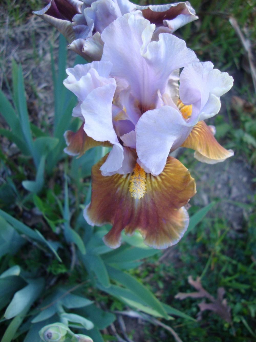 Photo of Intermediate Bearded Iris (Iris 'Man's Best Friend') uploaded by Paul2032