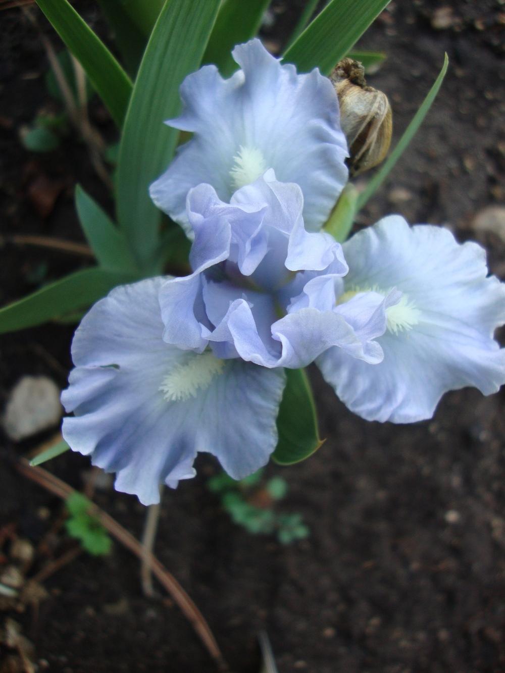 Photo of Miniature Dwarf Bearded Iris (Iris 'Rivulet') uploaded by Paul2032