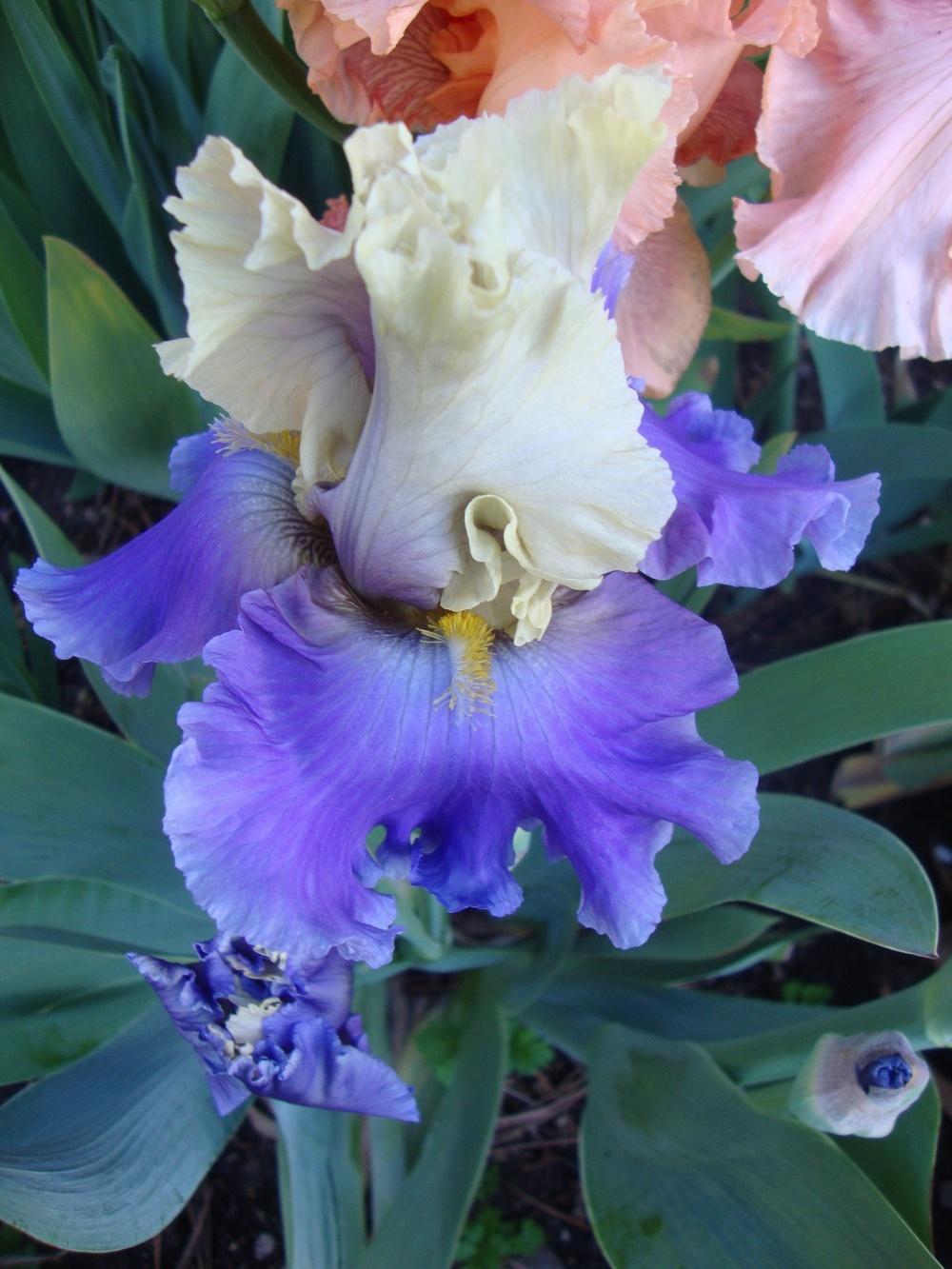 Photo of Tall Bearded Iris (Iris 'Subtle Beauty') uploaded by Paul2032