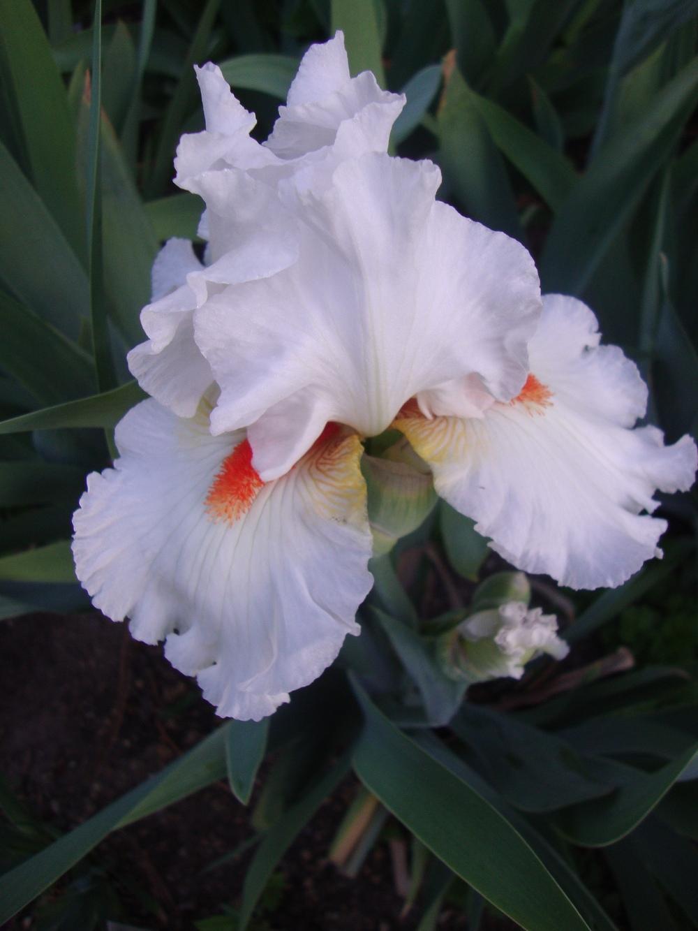 Photo of Tall Bearded Iris (Iris 'White Hot') uploaded by Paul2032