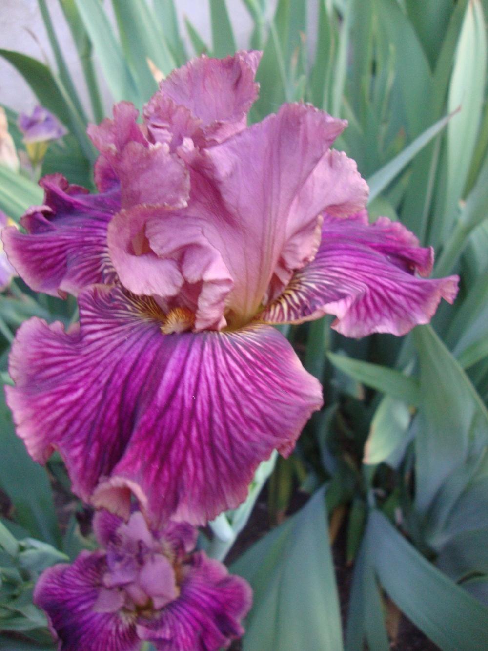 Photo of Tall Bearded Iris (Iris 'Dragon King') uploaded by Paul2032