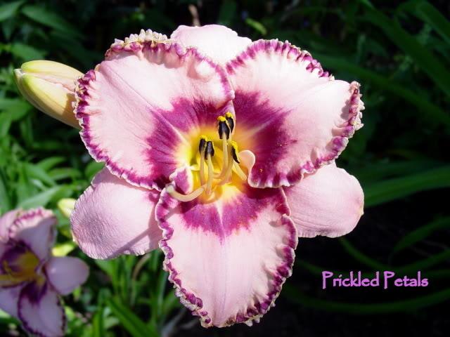 Photo of Daylily (Hemerocallis 'Prickled Petals') uploaded by Tepelus
