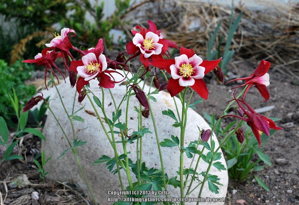 Photo of Columbine (Aquilegia coerulea Origami™ Red & White) uploaded by Zencat