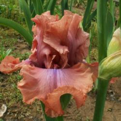 Location: Indiana
Date: May
I Must Have It tall bearded iris