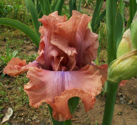 Photo of Tall Bearded Iris (Iris 'I Must Have It') uploaded by diggit