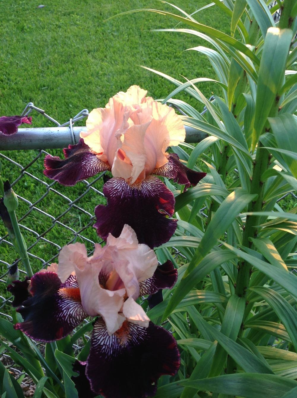 Photo of Tall Bearded Iris (Iris 'Wench') uploaded by Lilydaydreamer