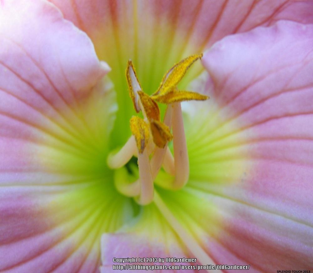 Photo of Daylily (Hemerocallis 'Splendid Touch') uploaded by OldGardener