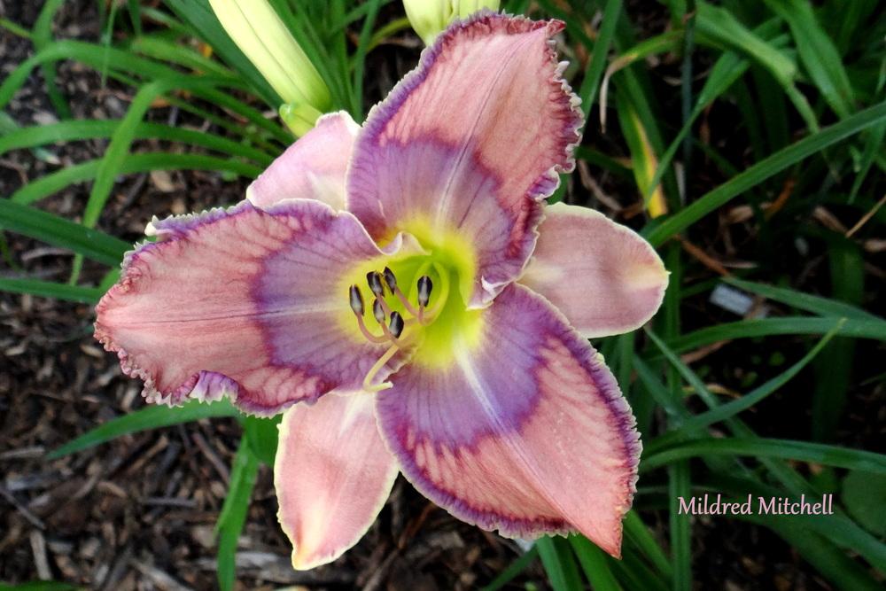 Photo of Daylily (Hemerocallis 'Mildred Mitchell') uploaded by Tepelus