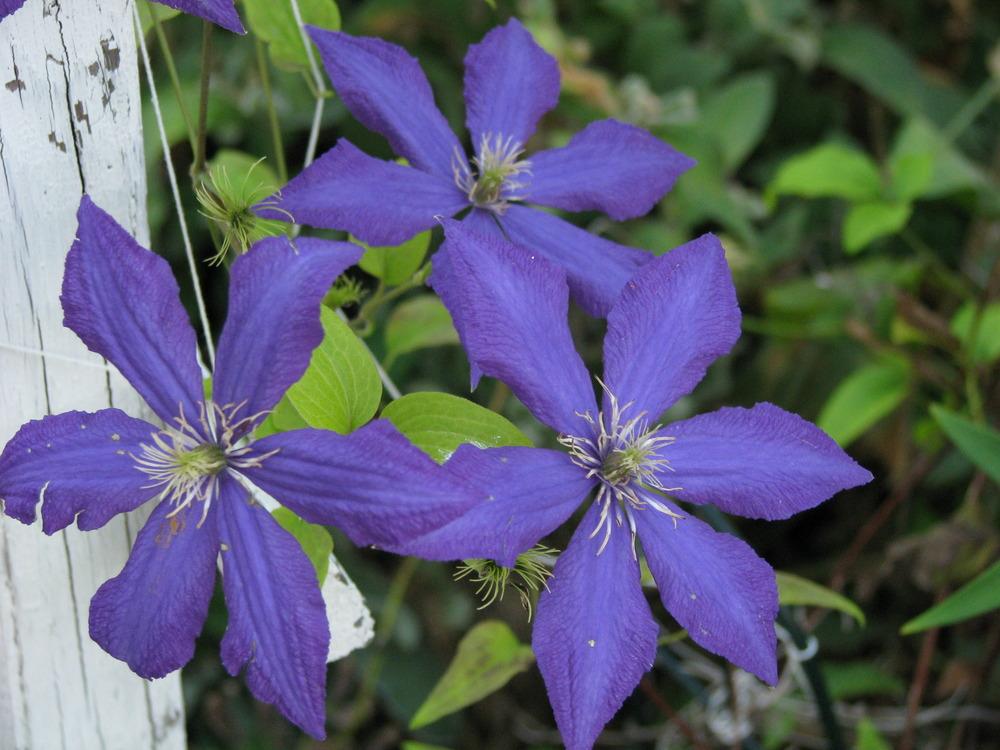 Photo of Clematis 'Rhapsody' uploaded by blue23rose