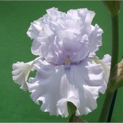 Location: Indiana
Date: May
Icy Winds tall bearded iris