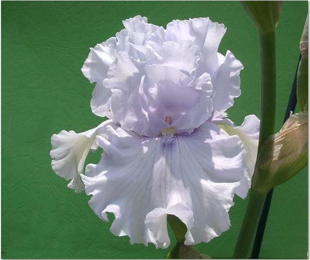 Photo of Tall Bearded Iris (Iris 'Icy Winds') uploaded by diggit