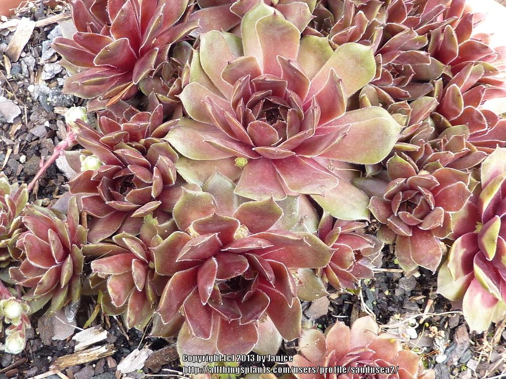 Photo of Hen and Chicks (Sempervivum 'Booth's Red') uploaded by sandnsea2