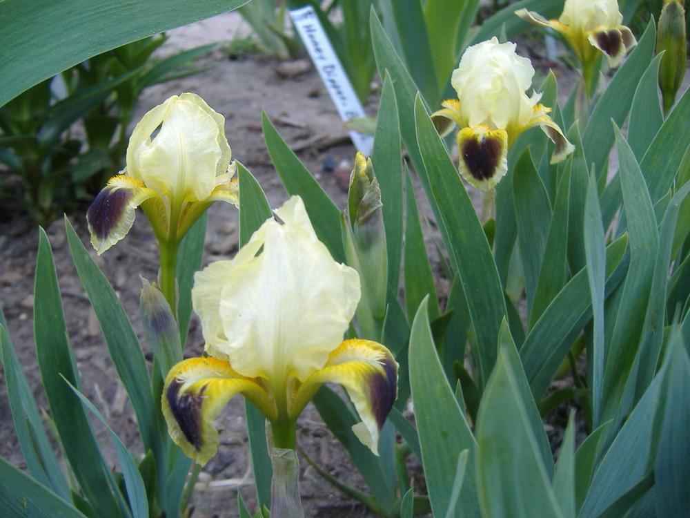 Photo of Miniature Dwarf Bearded Iris (Iris 'Bugsy') uploaded by tveguy3