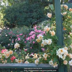Location: In my Northern California garden
Date: 2013-05-10