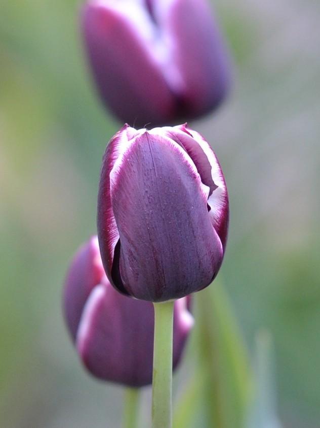 Photo of Triumph Tulip (Tulipa 'Jackpot') uploaded by Anne