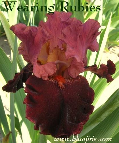 Photo of Tall Bearded Iris (Iris 'Wearing Rubies') uploaded by Calif_Sue