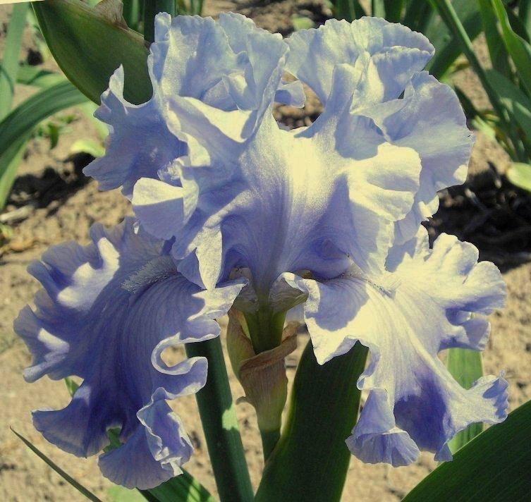 Photo of Tall Bearded Iris (Iris 'Whitewater Rapids') uploaded by Calif_Sue