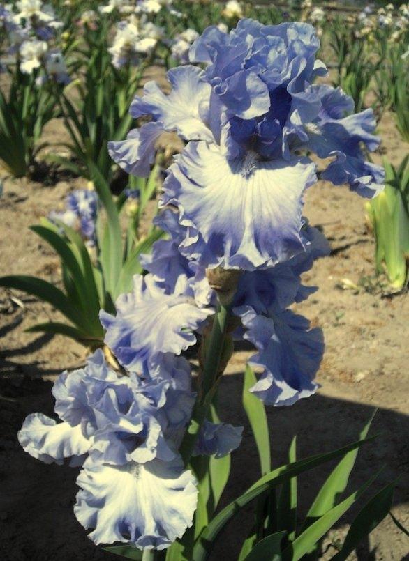 Photo of Tall Bearded Iris (Iris 'Whitewater Rapids') uploaded by Calif_Sue