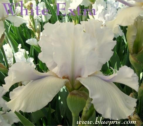 Photo of Tall Bearded Iris (Iris 'White Extra') uploaded by Calif_Sue