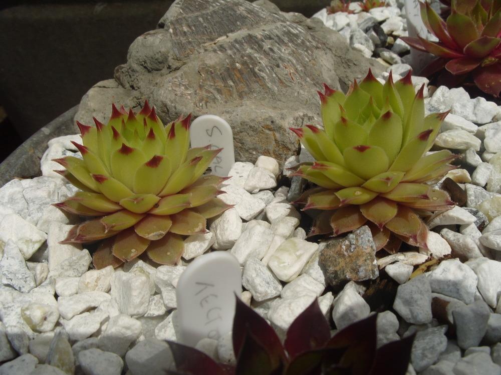 Photo of Hen-and-Chickens (Sempervivum calcareum 'Limelight') uploaded by Eviesmummy