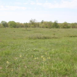 Location: Jefferson County, Nebraska
Date: 2013-05-15
Native tallgrass prairie in southeast Nebraska with puccoons bloo