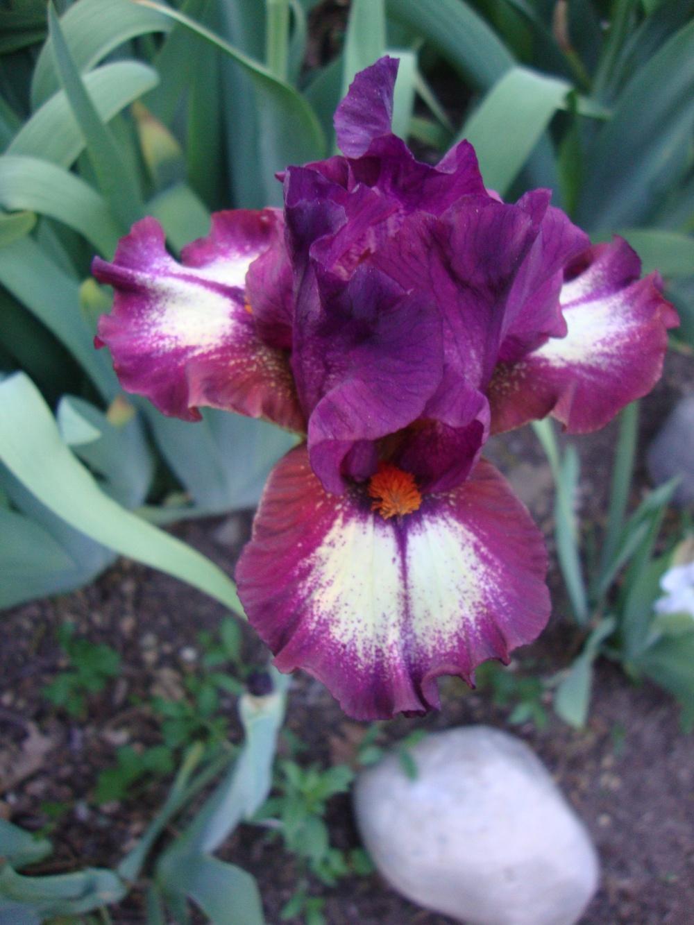 Photo of Intermediate Bearded Iris (Iris 'Calligrapher') uploaded by Paul2032