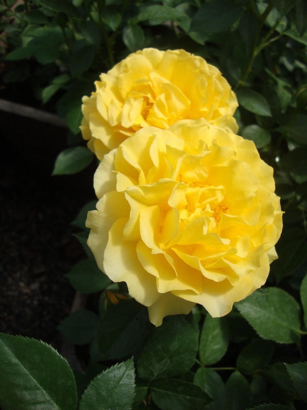 Photo of Rose (Rosa 'Sparkle & Shine') uploaded by Paul2032