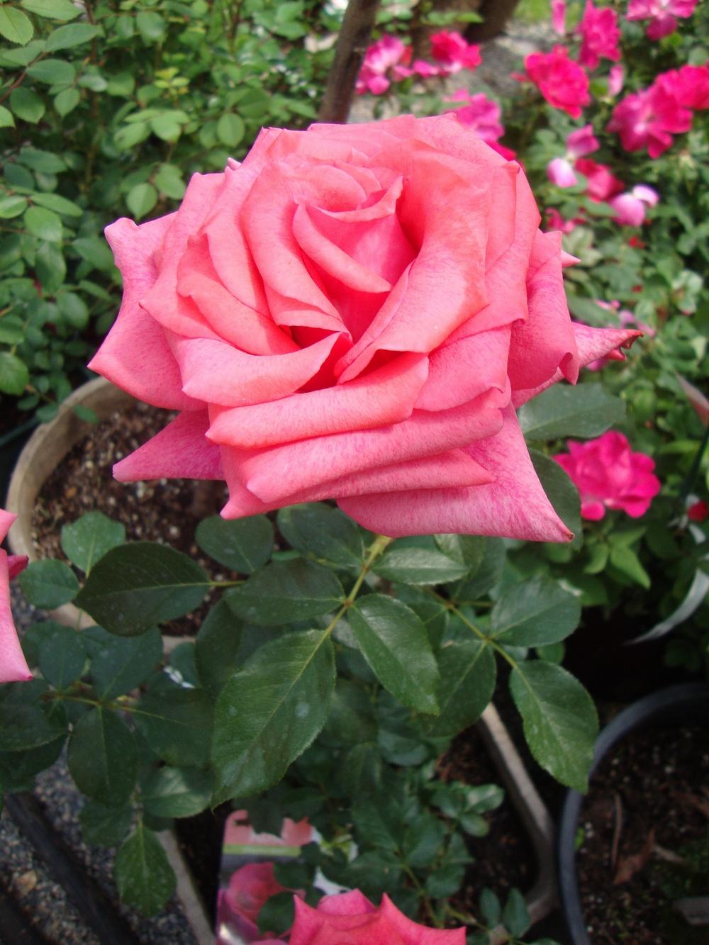 Photo of Rose (Rosa 'Cinnamon Dolce') uploaded by Paul2032