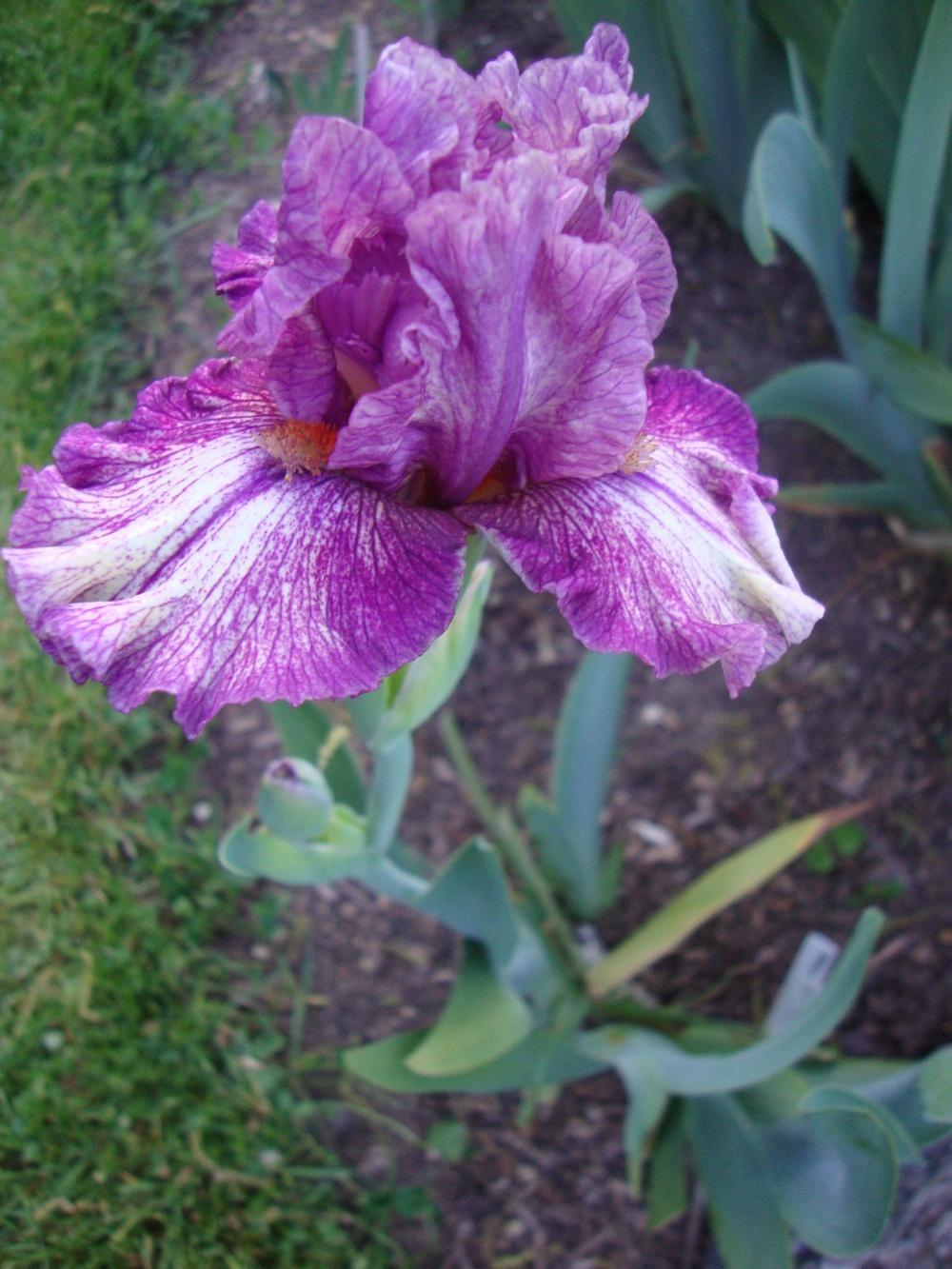 Photo of Intermediate Bearded Iris (Iris 'Cat in the Hat') uploaded by Paul2032