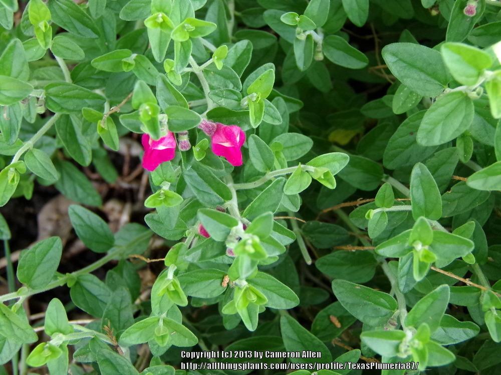Photo of Pink Texas Skullcap (Scutellaria suffrutescens) uploaded by TexasPlumeria87