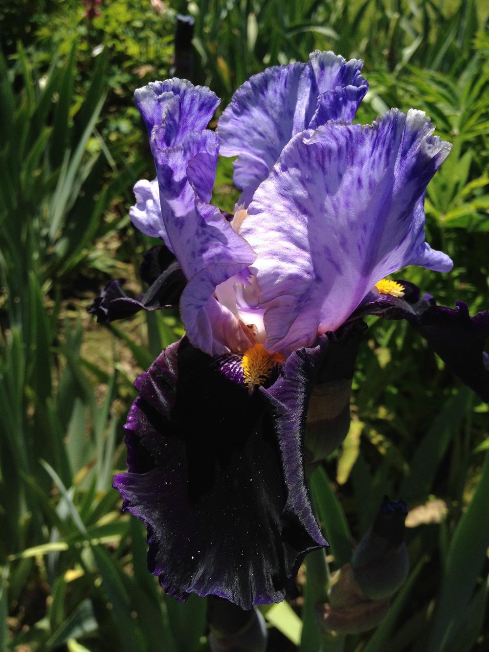 Photo of Tall Bearded Iris (Iris 'Habit') uploaded by aaronbeck13