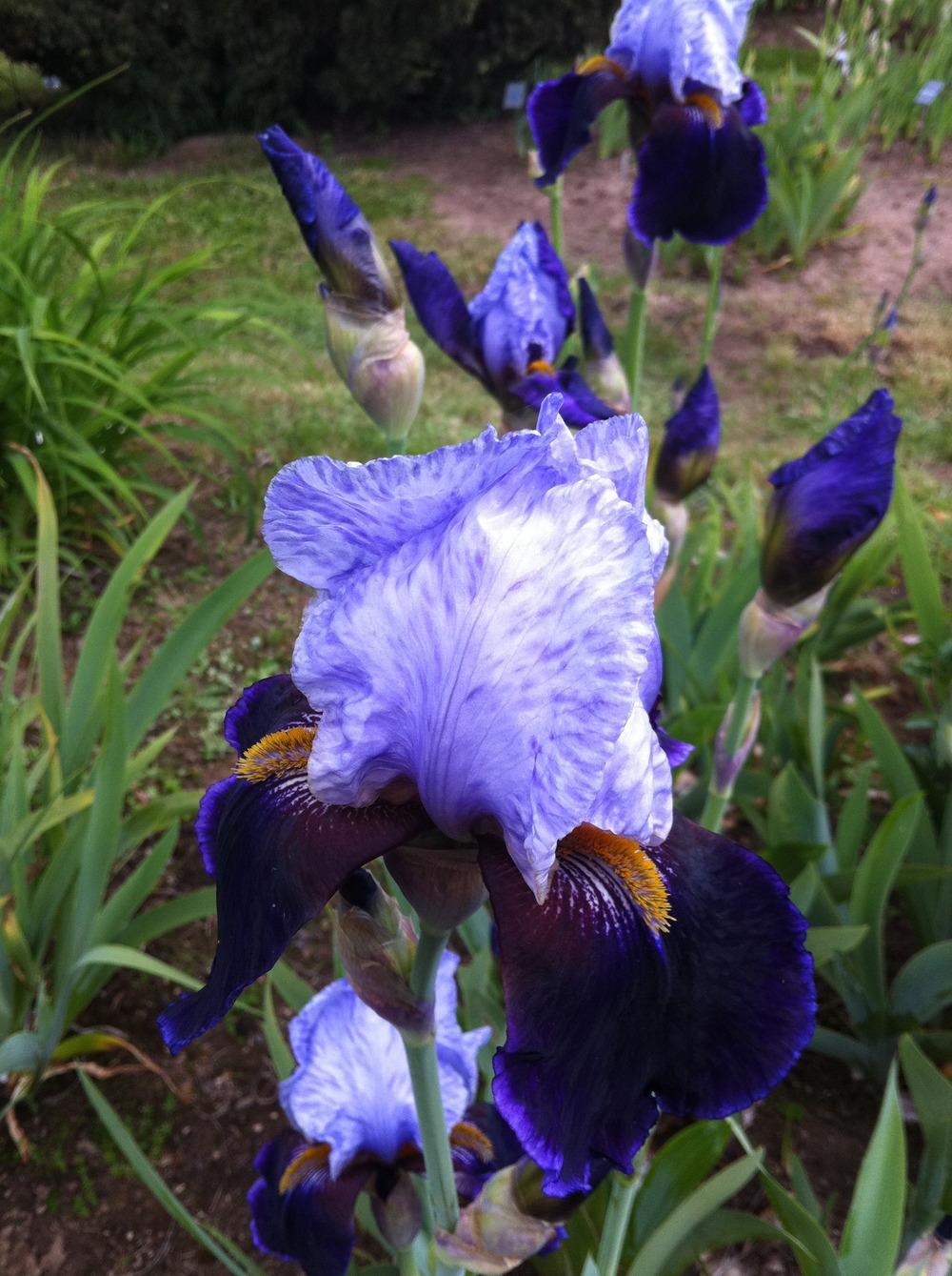 Photo of Tall Bearded Iris (Iris 'Paisano') uploaded by aaronbeck13