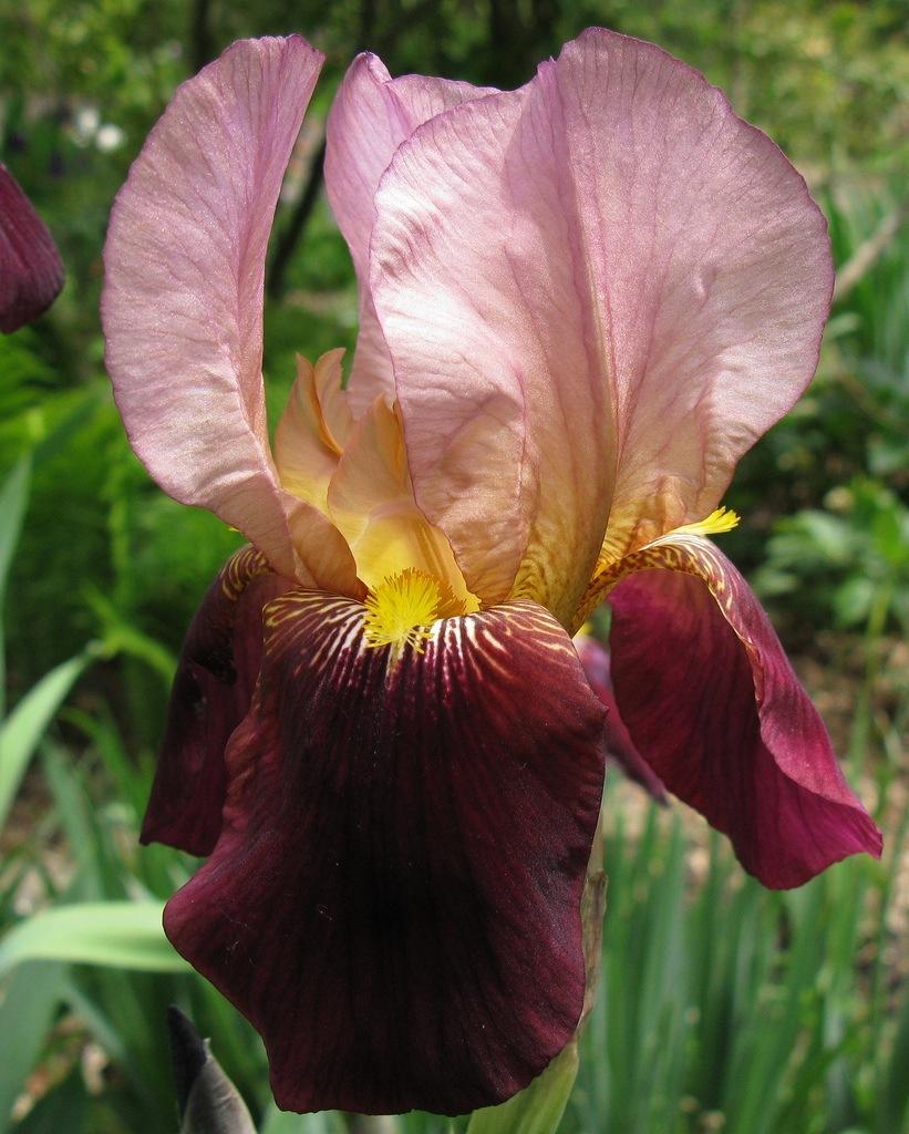 Photo of Tall Bearded Iris (Iris 'Indian Chief') uploaded by aaronbeck13