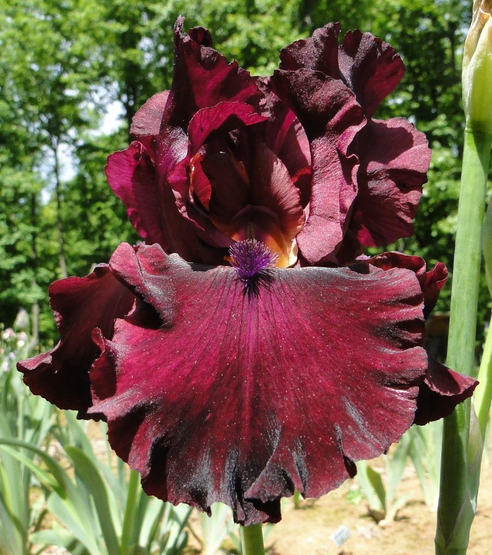 Photo of Tall Bearded Iris (Iris 'Rio Rojo') uploaded by aaronbeck13